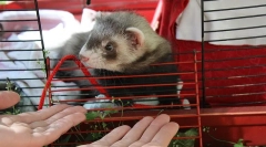 Péče a obsah fretky doma